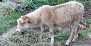 Yearling Ewe With Parasite Problems